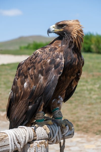 Águila estepa
