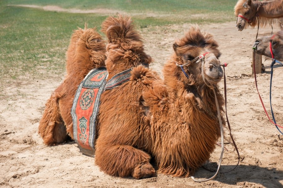 Big Furry Camel con una doble joroba