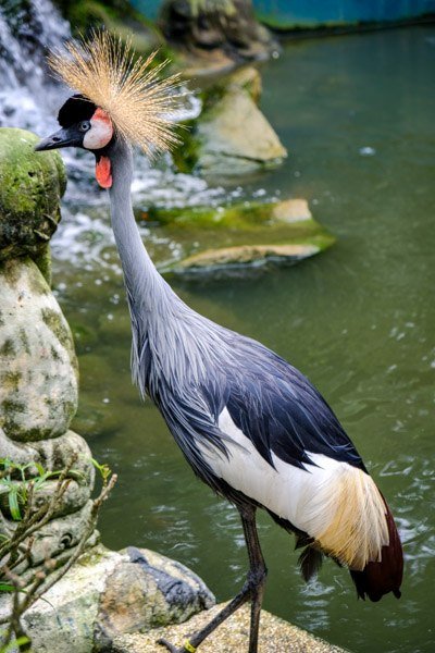 Parque de aves de Kuala Lumpur