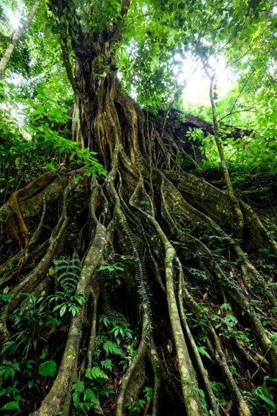 Selva de banianos en Colek Pamor