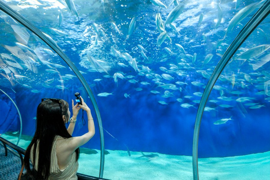 Peces detrás de un cristal en el acuario