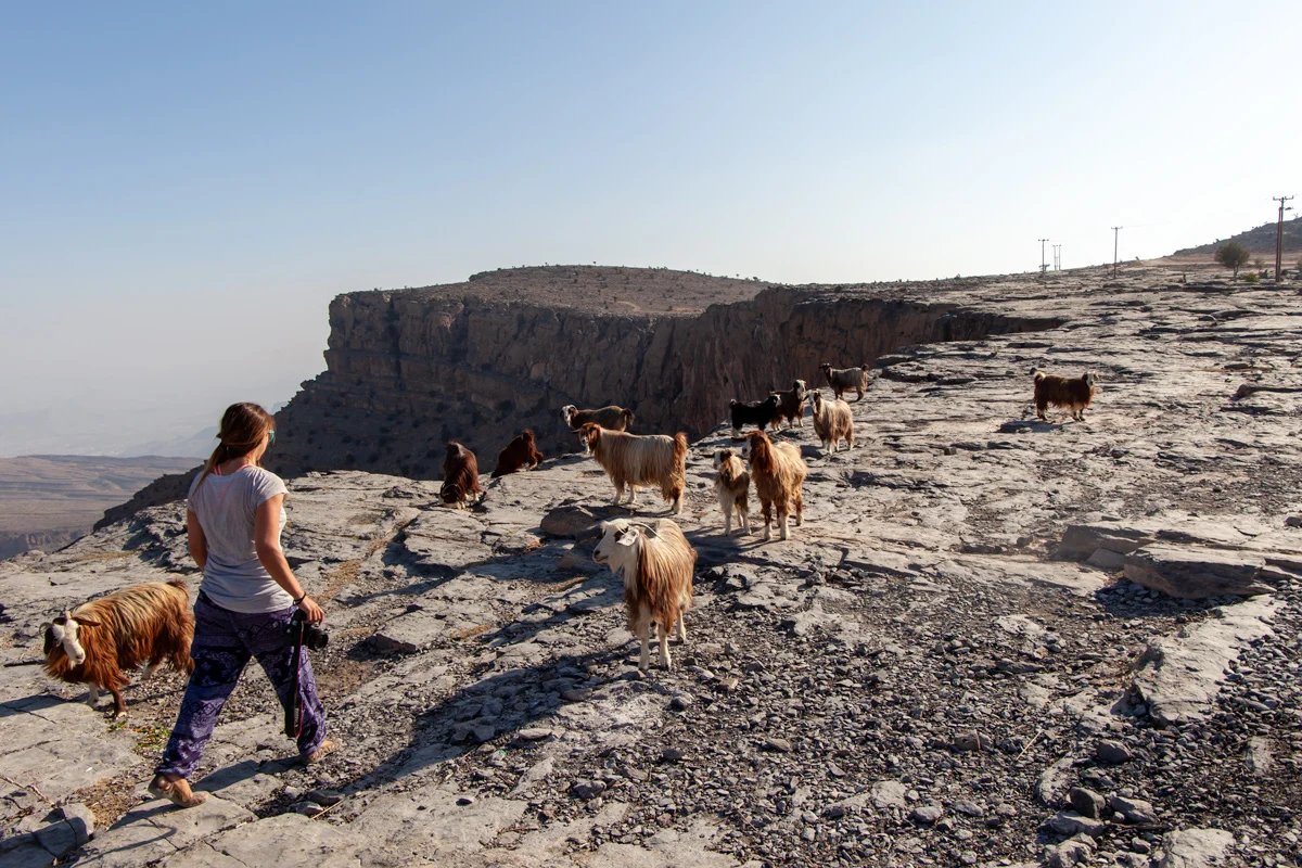 Caminando con las cabras en la cima de Jebel Shams