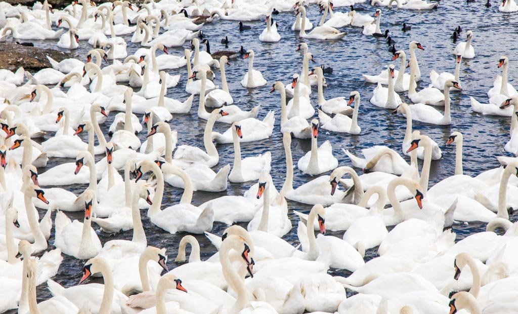 La Swannery en Abbotsbury