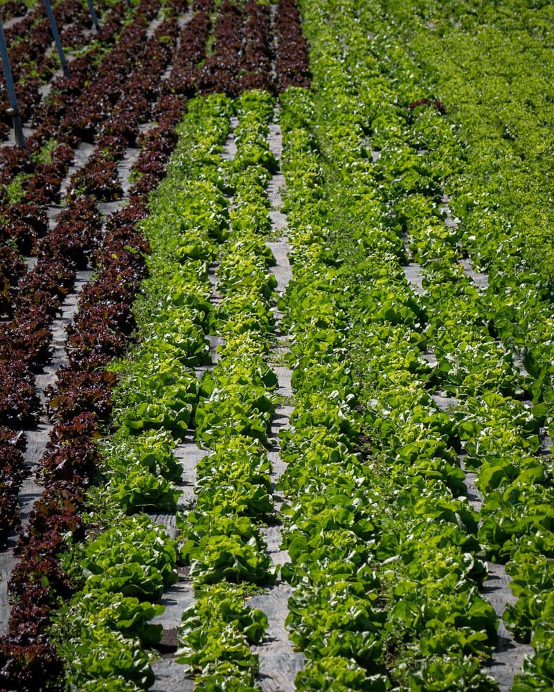 David, un chinampero, nos guía a través del método de cultivo.