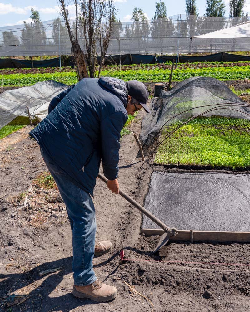 David, un chinampero, nos guía a través del método de cultivo.