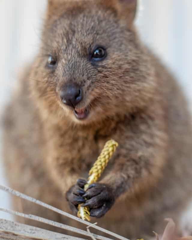 quokka
