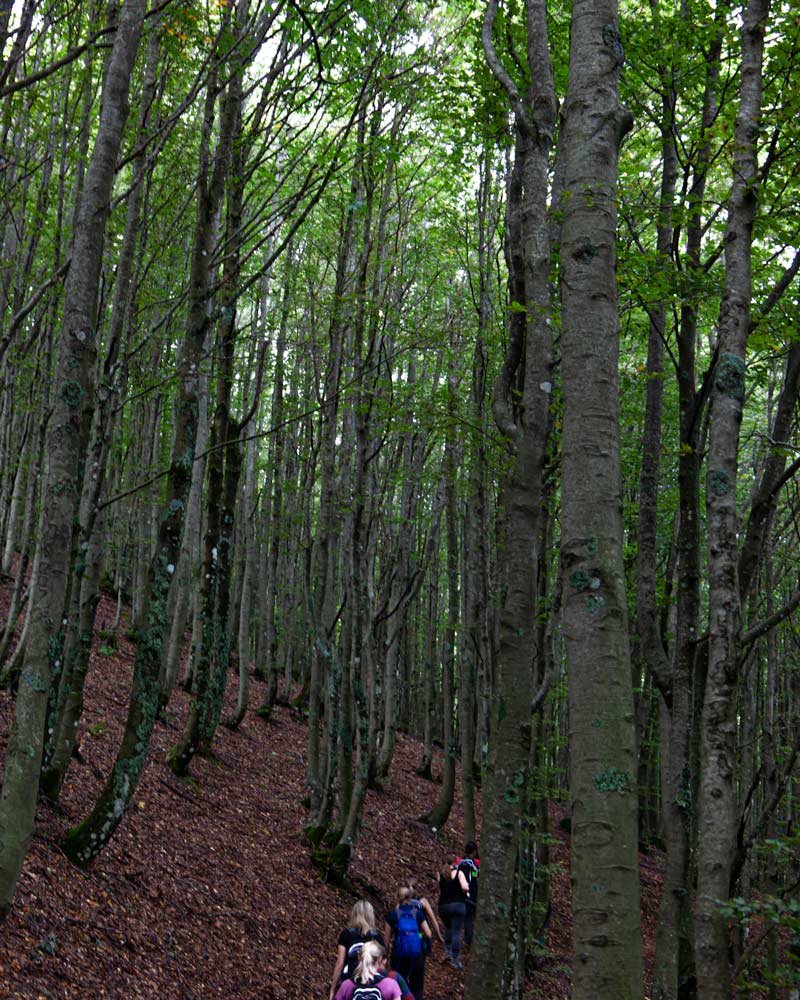 Caminando por el bosque