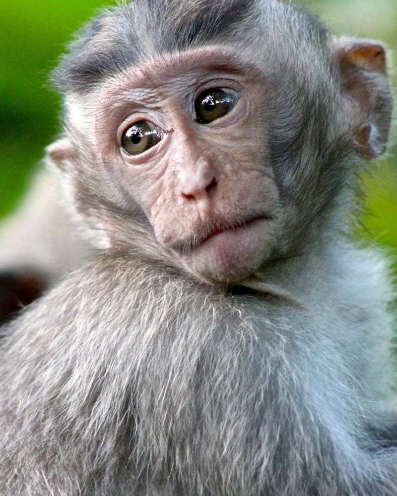 Mono de Bali