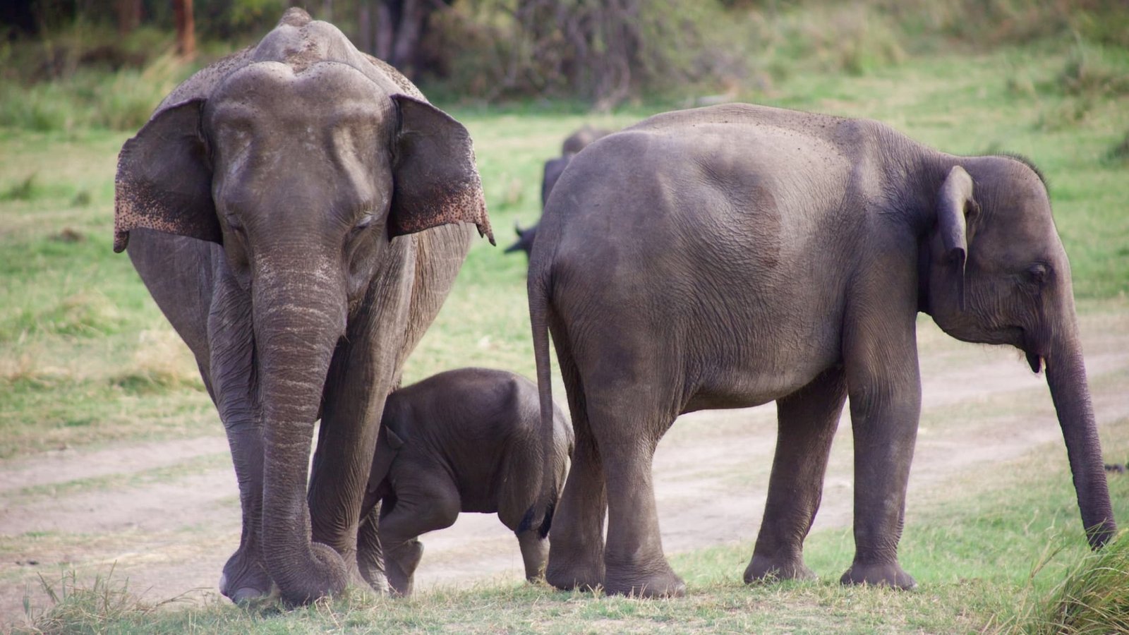 Safari de elefantes en Sri Lanka