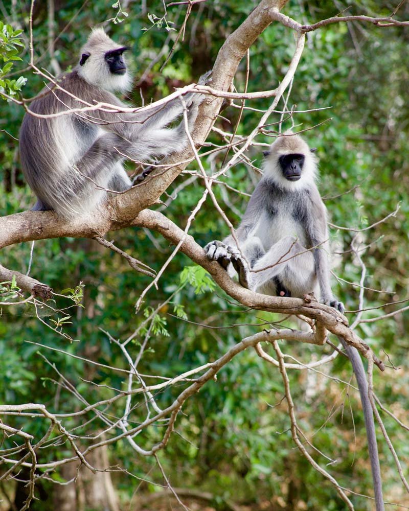 Safari de animales en Sri Lanka